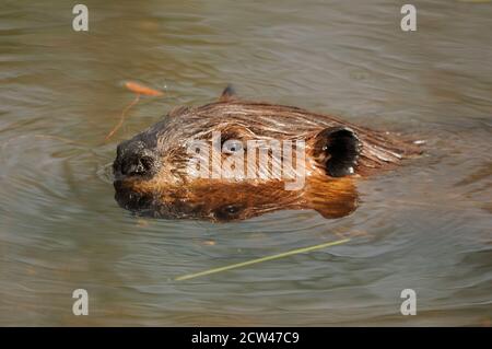Profilo in primo piano della testa di Beaver nell'acqua che mostra la sua pelliccia marrone, la testa, l'occhio, le orecchie, il naso, con un fondo d'acqua nel suo habitat e ambiente. Foto Stock