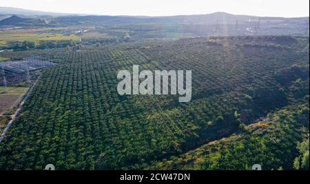 Longjing. 27 Settembre 2020. Foto aerea scattata il 27 settembre 2020 mostra una base di piantagione di pere di mele nella città di Longjing della prefettura autonoma coreana di Yanbian, nella provincia di Jilin della Cina nordorientale. Le pere di mele a Longjing sono entrate nella stagione della vendemmia. Credit: Yan Linyun/Xinhua/Alamy Live News Foto Stock