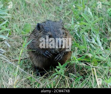 Beaver baby primo piano mangiare erba, mostrando pelliccia marrone, corpo, testa, occhi, whiskers, zampe, nel suo ambiente e habitat con un background fogliare. Foto Stock