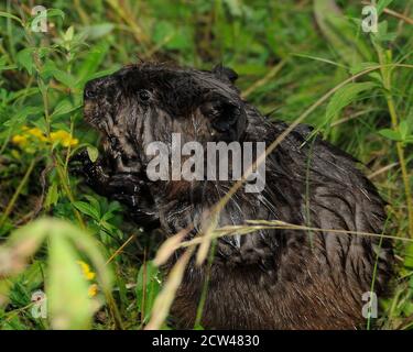 Beaver baby primo piano mangiare erba, fiori selvatici mostrando pelliccia marrone bagnato, corpo, testa, occhi, nel suo ambiente e habitat con un background fogliare. Foto Stock