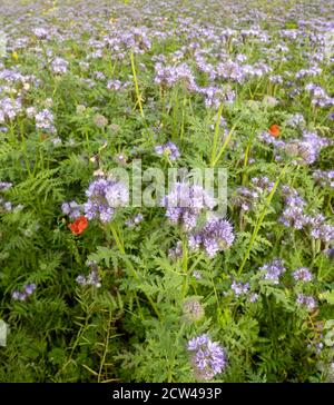 Confine di insetto seminato che attrae annuals dominato da blu Phacelia Tanacetifolia intorno al campo di mais Gloucestershire Regno Unito che beneficia le colture e la fauna selvatica Foto Stock