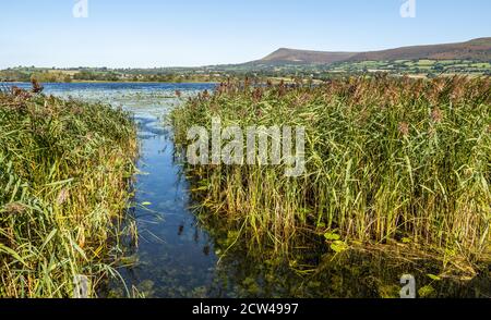 Llangors Lake o Llyn Syfaddan nelle Montagne nere di Galles guardando verso Mynydd Troed Foto Stock