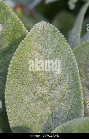 Stachys byzantina 'orecchie grandi'. Foto Stock