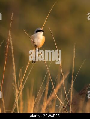 Uno Shrike a coda lunga (Lanius schach), arroccato su una canna e illuminato dalla luce del sole del mattino al Jim Corbett National Park di Uttarakhand, India. Foto Stock