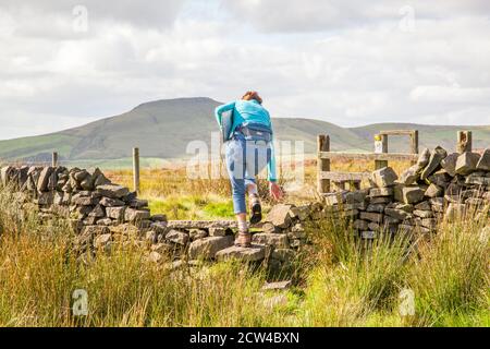 Donna che si arrampica su uno stile in un muro di pietra a secco camminando Verso la mini montagna Cheshire Shutlingsloe nel picco Bianco distretto Foto Stock