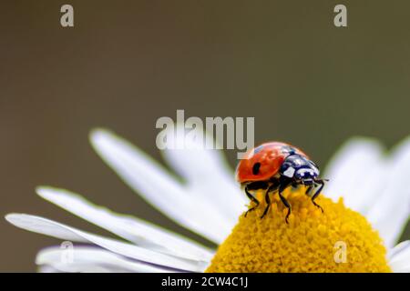 Carino ladybug con ali rosse e caccia punteggiata nera per i coniugi vegetali come controllo biologico dei parassiti per l'agricoltura biologica con nemici naturali