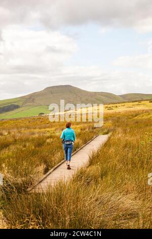 Donna che cammina su anatre verso la mini montagna Cheshire Shutlingsloe nel quartiere di White Peak Foto Stock