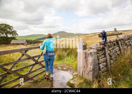 Donna che cammina attraverso una fattoria cinque 5 bar cancello in Un muro di pietra a secco che cammina verso il Cheshire mini montagna Shutlingsloe Nel quartiere di White Peak Foto Stock