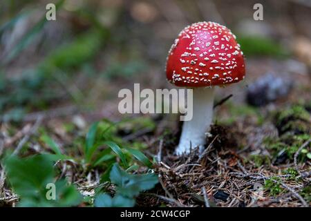 Close-up di fungo rosso Foto Stock