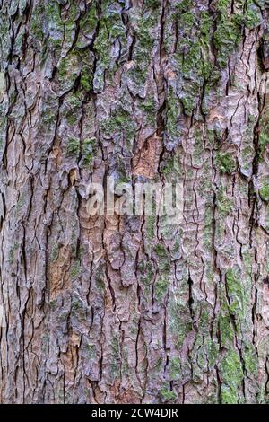 Primo piano della corteccia di un albero di sicomoro, Acer pseudoplatano Foto Stock