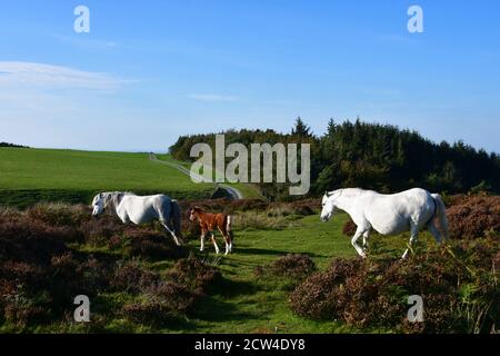 Cavalli sul Long Mynd, Church Stretton, Shropshire, Regno Unito Foto Stock