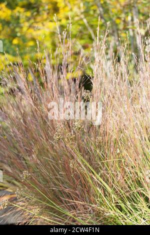 Scoparium di Schizachyrium. Foto Stock