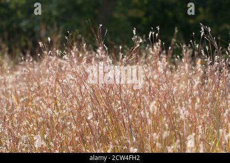 Schizachyrium scoparium erba. Foto Stock