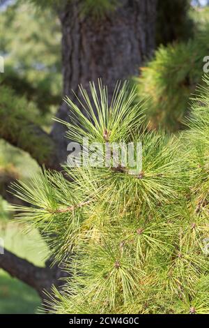 Pinus rigida - pino primitivo, primo piano. Foto Stock