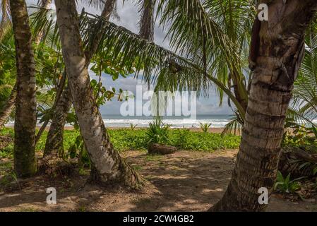 Palme sulla spiaggia di Punta Uva a Puerto Viejo, Costa Rica Foto Stock