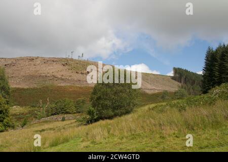Deforestazione nella valle del fiume Elan, vicino a Builth Wells, Mid Wales Foto Stock