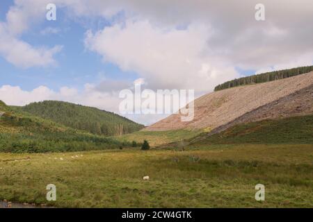 Deforestazione nella valle del fiume Elan, vicino a Builth Wells, Mid Wales Foto Stock