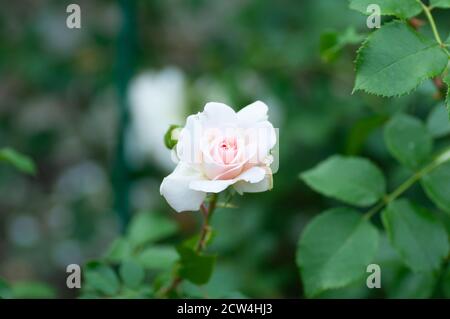 Tender Rosa fiore su sfondo verde nel giardino. Fotografia botanica per l'illustrazione di Rose. Foto Stock
