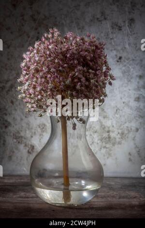 Allium fiore su stelo in vaso di vetro su Grunge sfondo Foto Stock