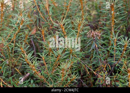 Rhododendron tomentosum, tè Labrador di palude in fuoco selettivo di closeup di foresta Foto Stock