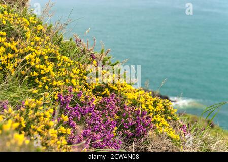 Terra e mare separati da diagonale. Fiori porpora e giallo della gola. La terra incontra il mare. Fiori selvatici lungo la linea costiera in Co. Wicklow, Irlanda Foto Stock