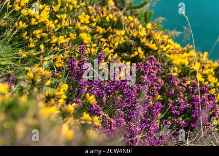 Terra e mare separati da diagonale. Fiori porpora e giallo della gola. La terra incontra il mare. Fiori selvatici lungo la linea costiera in Co. Wicklow, Irlanda Foto Stock