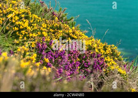 Terra e mare separati da diagonale. Fiori porpora e giallo della gola. La terra incontra il mare. Fiori selvatici lungo la linea costiera in Co. Wicklow, Irlanda Foto Stock