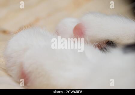 Zampe bianche guardaroba di gatto Foto Stock