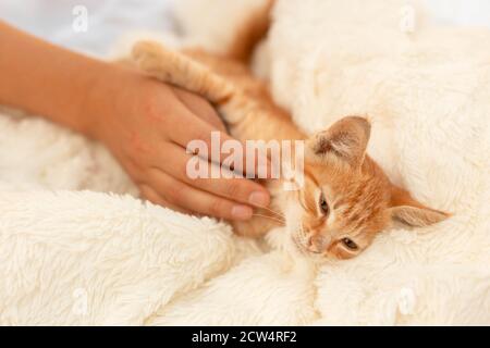 La mano femminile pennellerà un piccolo gattino a letto. Il gattino felice si rilassa e si addormenta Foto Stock