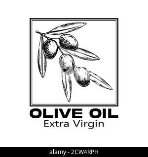 Modello di design del logo vettoriale e design del badge per la confezione olio d'oliva Foto Stock