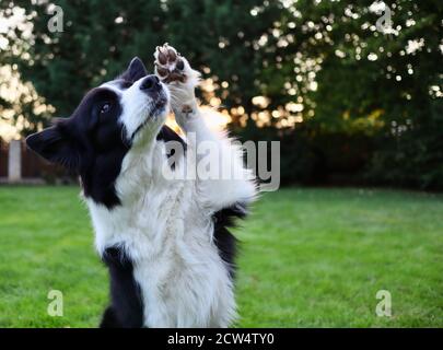 Ritratto di adorabile Border Collie con Paw Up nel Giardino. Primo piano di cane bianco e nero durante l'addestramento di obbedienza. Foto Stock