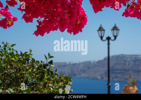 Bella bougainvillea fiore con colori impressionanti a Santorini isola greca con il mare e il cielo blu profondo Foto Stock