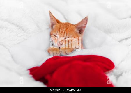 Piccolo cucciolo rosso è sdraiato in cappellino di natale su un divano e dorme pacificamente, regali di auguri di Natale e sorprese. Spazio vuoto per il testo Foto Stock