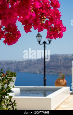 Bella bougainvillea fiore con colori impressionanti a Santorini isola greca con mare blu profondo e cielo. Vista sulla Caldera santorini sullo sfondo Foto Stock