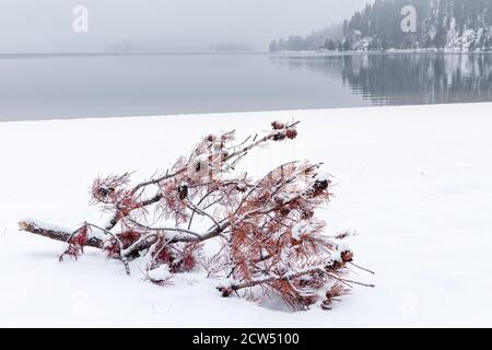 La neve fresca copre parzialmente un arto dell'albero morto sul riva di un lago Foto Stock