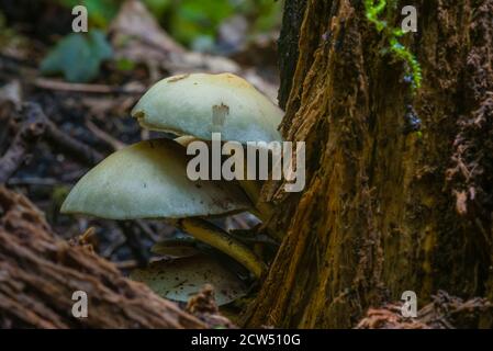 funghi su un tronco d'albero, funghi fotografati artisticamente, macro foto, tempo d'autunno Foto Stock