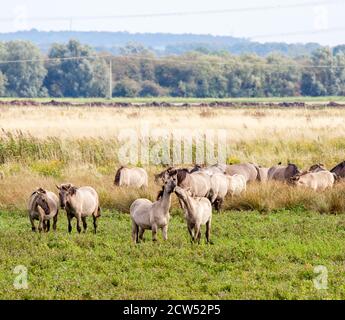 Il Konik o cavallo primitivo polacco un piccolo cavallo selvatico semi-ferale, originario della Polonia, qui utilizzato per pascolare la riserva naturale di Wicken fen Foto Stock