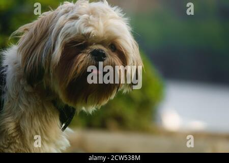 Il poo marrone shih si siede sull'erba verde all'esterno e guarda intorno. Foto Stock