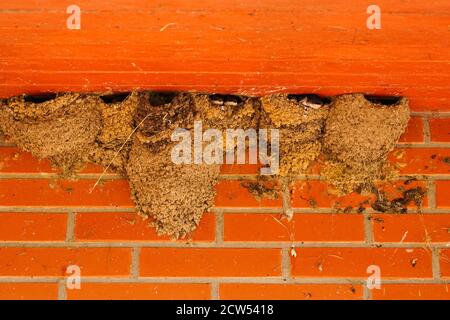 piccole inghiottite guardando giù dai loro nidi di creta che aspettano i loro genitori per ottenere il cibo Foto Stock
