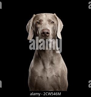 Primo piano Ritratto di Weimaraner cane guardando in macchina fotografica su isolato Sfondo nero Foto Stock