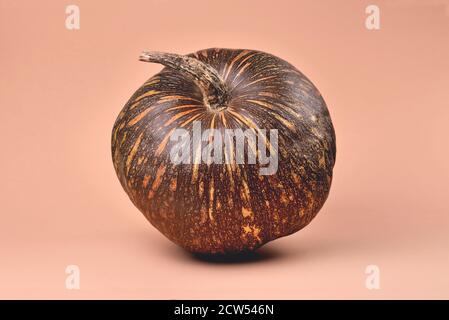 zucca di colore marrone con strisce gialle di un tondo forma su primo piano beige Foto Stock