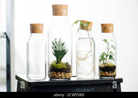 Composizione di piante in bottiglie su sgabello. Foto Stock