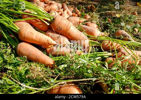 Carote fresche con code giacciono a terra in un orto. Le verdure sono illuminate dai raggi del sole. Concetto di raccolto e di agricoltura. Foto Stock