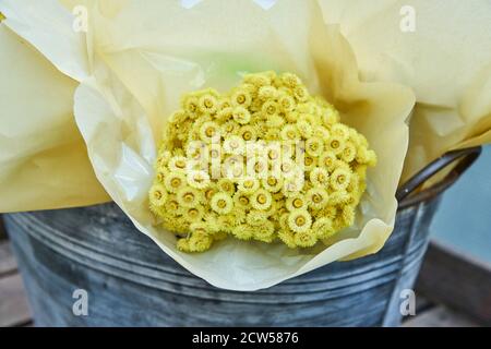 Mazzo di fiori gialli di Helichrysum avvolti in carta artigianale in secchio metallico. Foto Stock