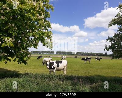tipico paesaggio olandese con un gregge di mucche al pascolo un prato verde e un cielo blu con nuvole e. un castagno di fronte in primavera Foto Stock
