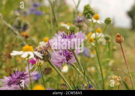 fiori selvatici come fiori di mais viola e camomilla in un campo margine nella campagna olandese in estate Foto Stock