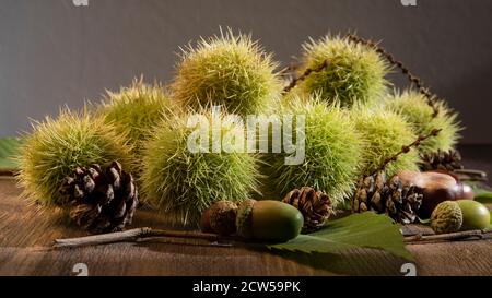 Focus su castagne e frutti autunnali Foto Stock