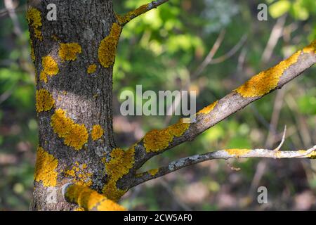 Lichene crostacei giallo su un tronco di albero, primo piano. Malattia della corteccia dell'albero della frutta, macchie gialle di muschio che interessano la superficie del tronco e dei rami della sala operatoria Foto Stock