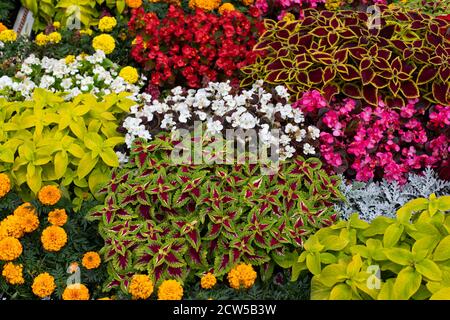 Coleus, Marigold, Begonia e altre piante ornamentali piantate in piazzole pari in un ampio letto di fiori. Decorazione del giardino con piante d'autunno luminose, Foto Stock