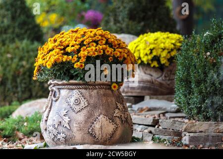 Crysanthemnum vaso di fiori. Autunno giardino decorazione pianta a casa portico o patio. Contenitore in pietra con bouquet arancione. Elegante cespuglio per il paesaggio esterno arr Foto Stock